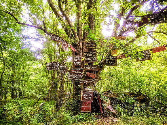 Tree of Wisdom