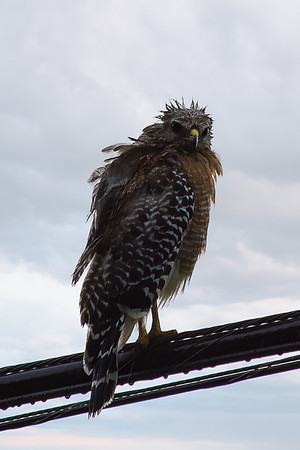 Red shoulder hawk nature raptor bird