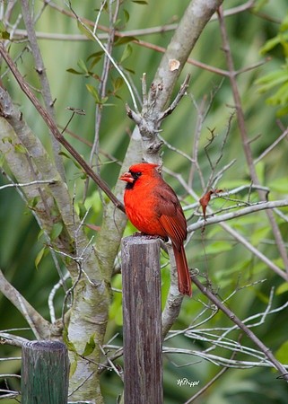 Cardinal