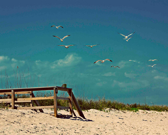 seagulls; fllight; home