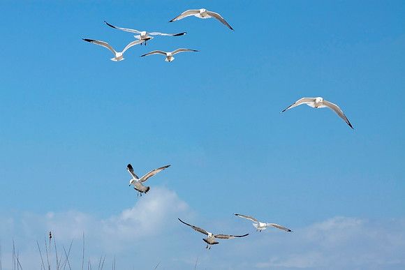 Flight